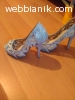 elegantni obuvki
