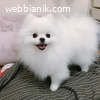 Регистрирани кученца Pomeranian от чиста порода