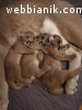 Serval и Savannah, каракал и оцелоти котенца на разположение